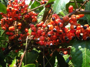 Guarana