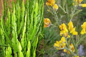 beneficios-cha-de-carqueja